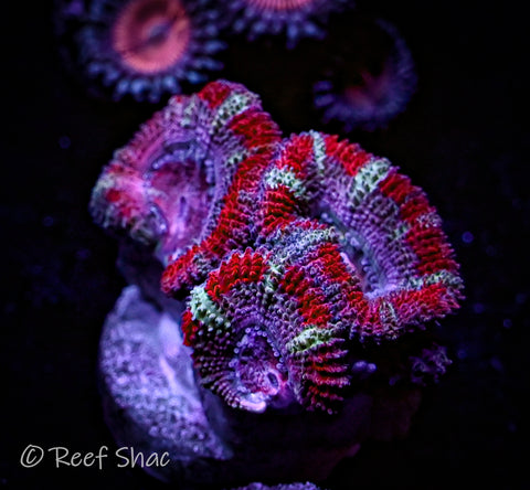 Striped Acan 3 Polyp