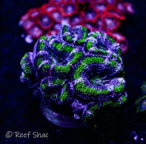 Green and Blue Acan Mini Colony