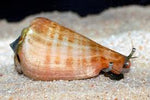 Tiger Sand Conch Snail