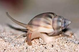 Tonga Nassarius Snail Large