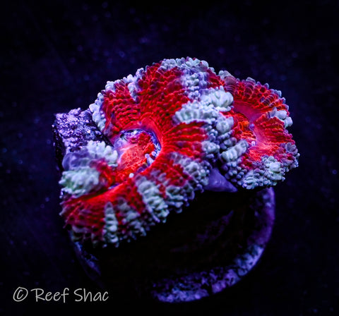Red and Blue Acan 2 Polyp