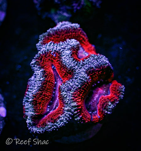 Red and White Acan 3 Polyp