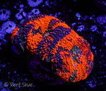 Agent Orange Acan Echinata