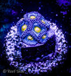 WWC AOI Zoa 7 Polyp