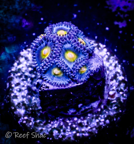 WWC AOI Zoa 7 Polyp