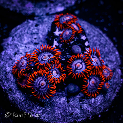 Fire and Ice Zoa