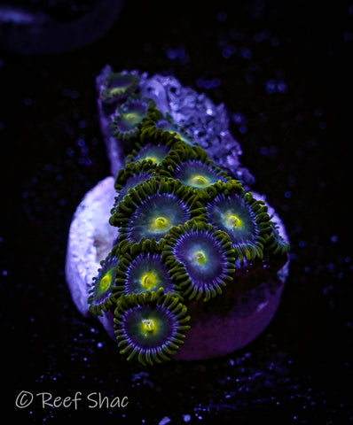 Green and Blue Zoa