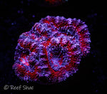 Red and Blue Acan 5 Polyp