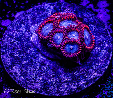 Spiderman Zoa 8 Polyp