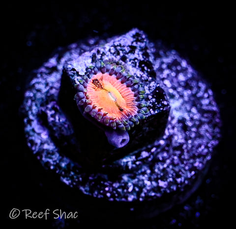 WWC Halle Berry Zoa 2 Polyp