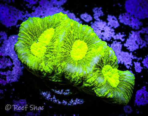 Nuclear Green Goniastrea