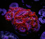 Red and Pink Acan Mini Colony