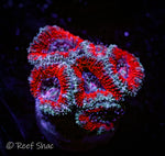 Red and Green Acan