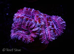 Purple Stripe Acan 4 Polyp