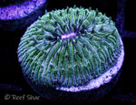 Green Mini Fungia Plate