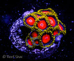 Dragon Eye Zoa 10 Polyp