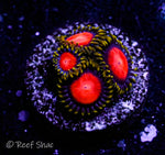 Dragon Eye Zoa 4 Polyp