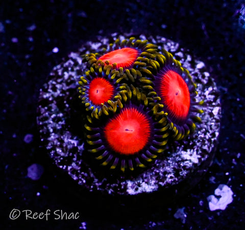 Dragon Eye Zoa 4 Polyp