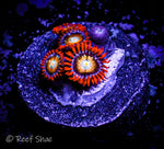 Shatterfield Zoa 5 Polyp