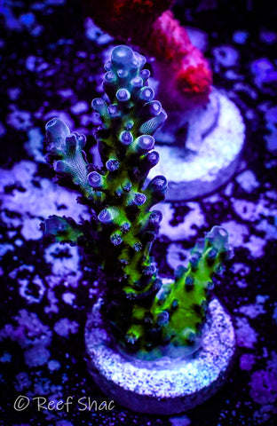 Tri-color Valida Acropora