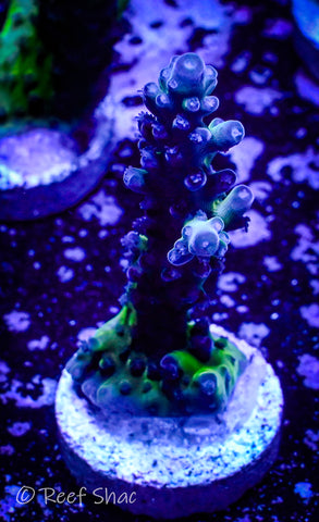 Tri-color Valida Acropora