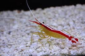 Cleaner Shrimp Large