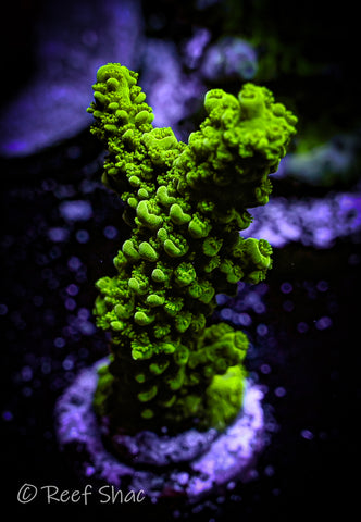 Bali Green Slimer Acropora