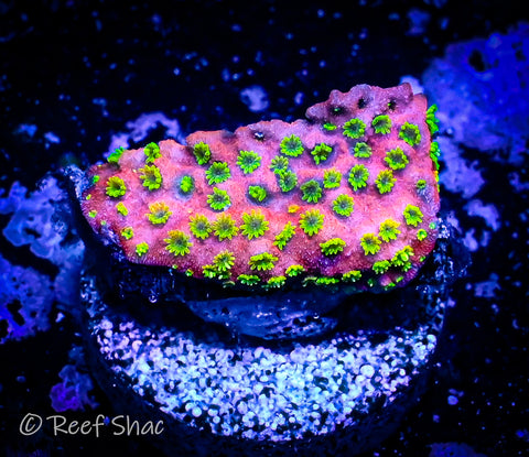 Sunset Montipora