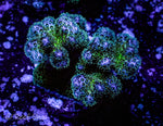 Blue Green Pocillopora