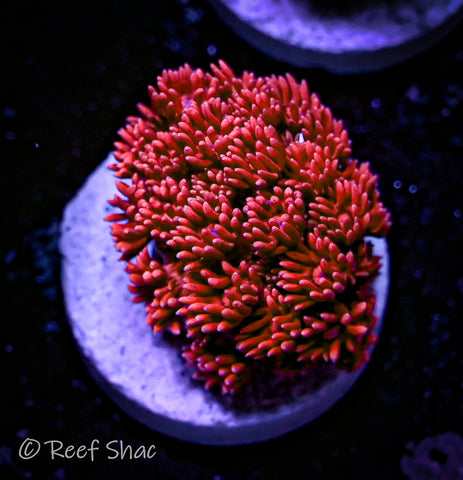 Red Goniopora