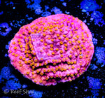 Sunburst Montipora