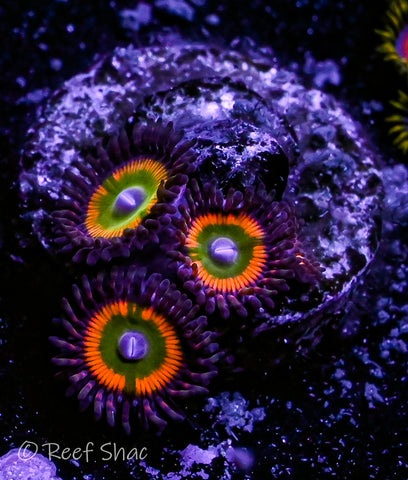 Sunny D Zoa 3 Polyp