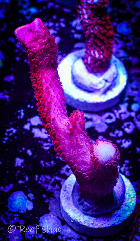 Red Montipora Digitata