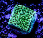 Mind Trick Montipora