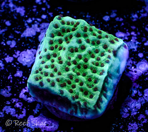 Mind Trick Montipora