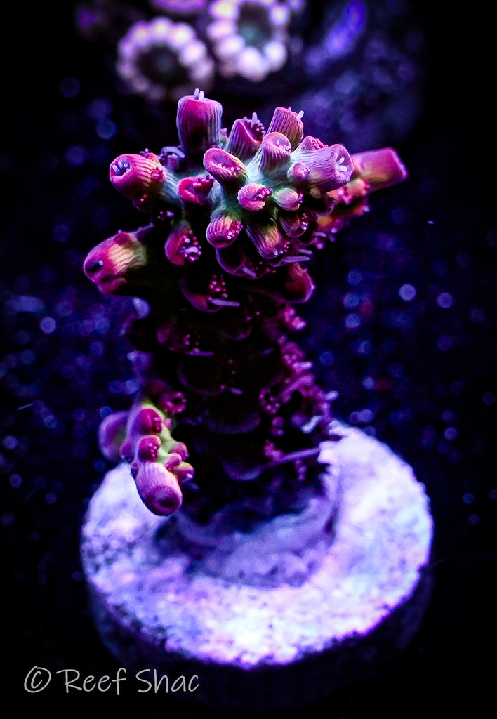 Aussie Shortcake Acropora – Reef Shac Aquarium Store