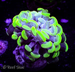 Neon Green Hammer 1 Polyp