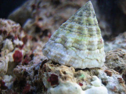 Astrea Snail