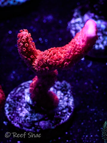 Red Montipora Digitata