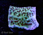 Mind Trick Montipora