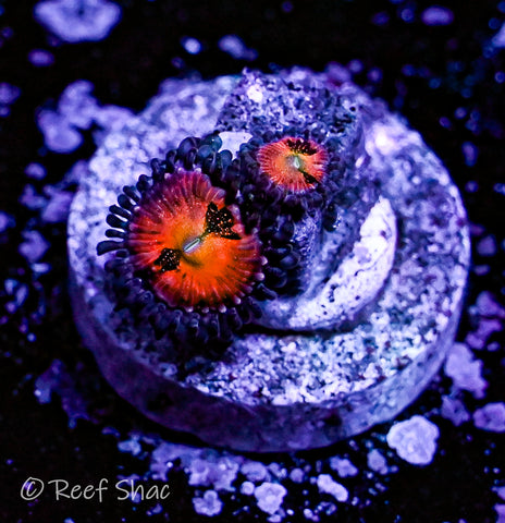 WWC Halle Berry Zoa 3 Polyp