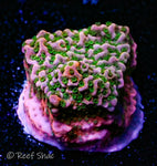 RR Tropic Thunder Montipora