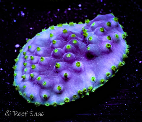 Blue Scroll Coral